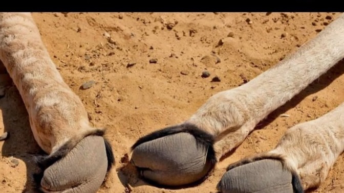 Have you seen real carmel toe?