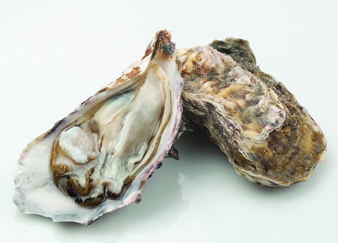 Which is the best bivalve shellfish?