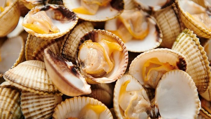 Which is the best bivalve shellfish?