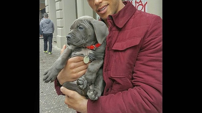 Do you want the man or the puppy?