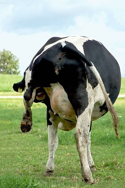 How long do cows last before going to slaughterhouse (if there is one)?