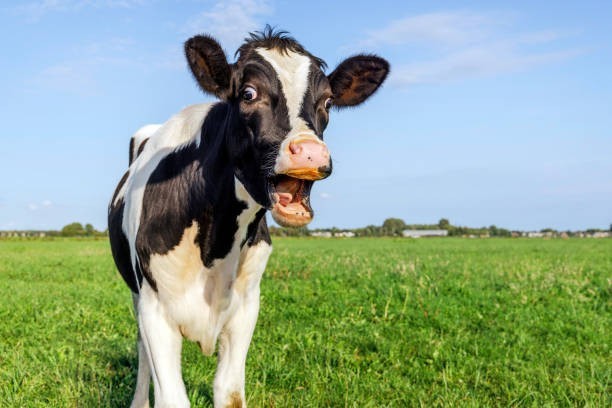 How long do cows last before going to slaughterhouse (if there is one)?
