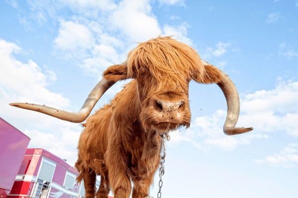 How long do cows last before going to slaughterhouse (if there is one)?