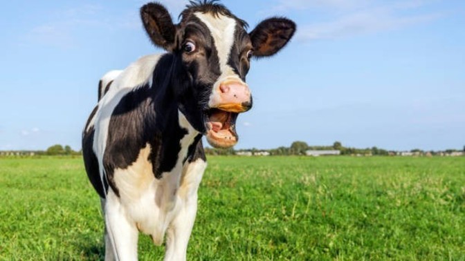How long do cows last before going to slaughterhouse (if there is one)?