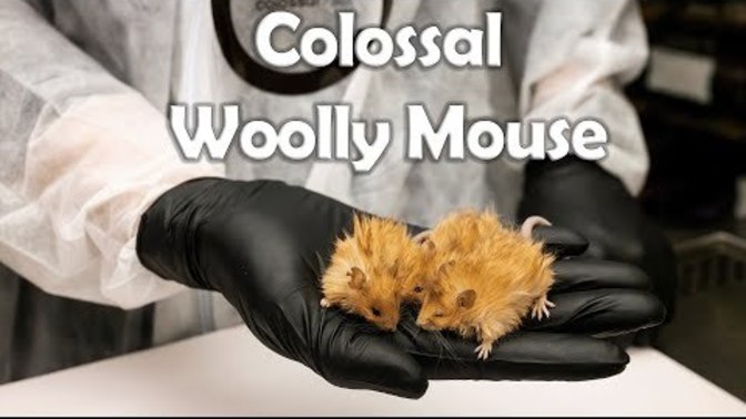What do you think of the Woolly Mouse?