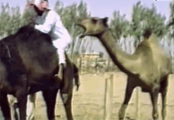Would you rather ride a Horse or would you rather ride a Camel? And why?