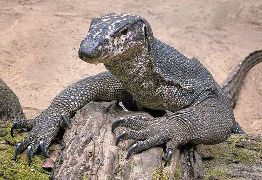 Do You Like Women or Lizards Better and Why?