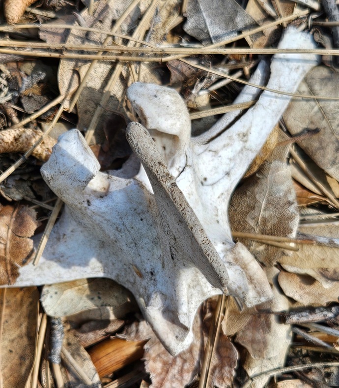 Could this be a human bone?
