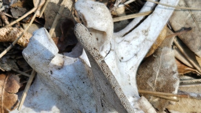 Could this be a human bone?