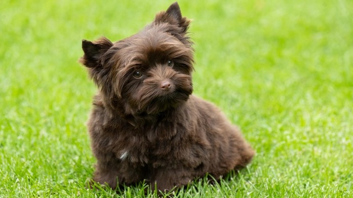 Which yorkie would you rather have?