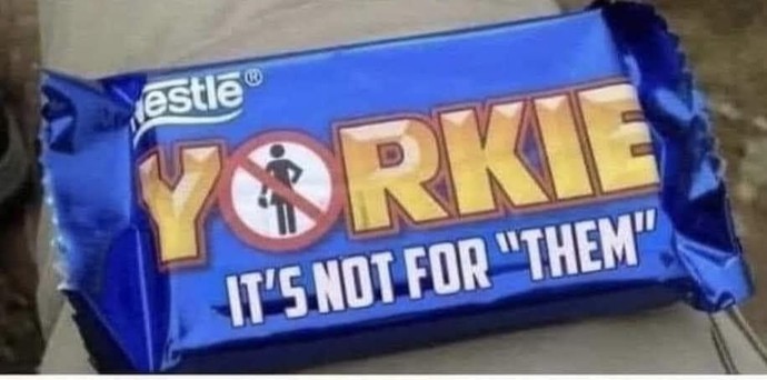 Which yorkie would you rather have?