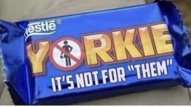 Which yorkie would you rather have?