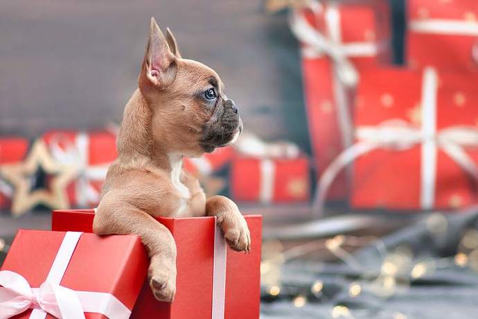 Is gifting someone a puppy/kitten a bad idea?