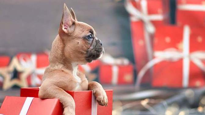Is gifting someone a puppy/kitten a bad idea?