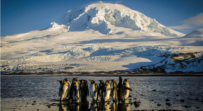 What did the poor penguins on this isolated island off of Antarctica do to deserve this?