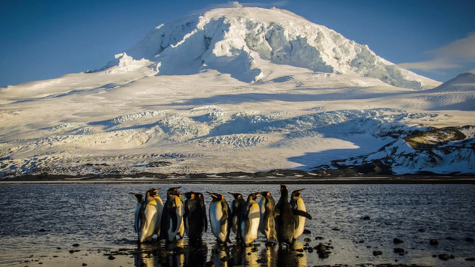 What did the poor penguins on this isolated island off of Antarctica do to deserve this?