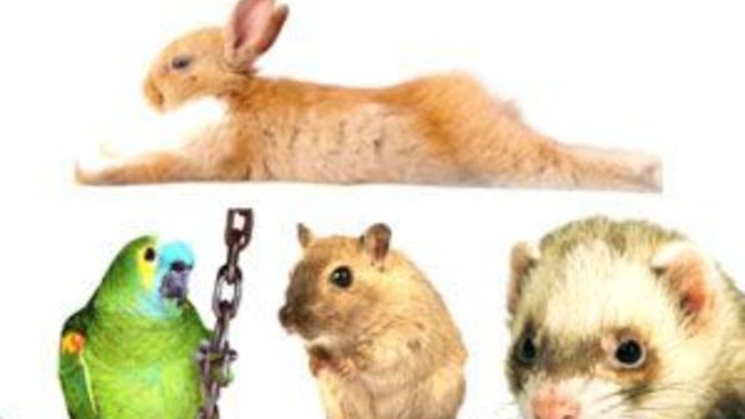 Besides dogs and cats, what other pets you have?
