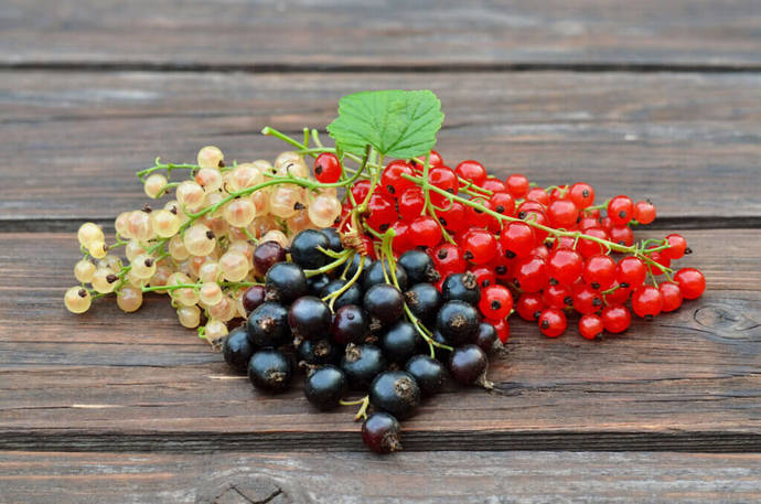 What are your favorite berries?