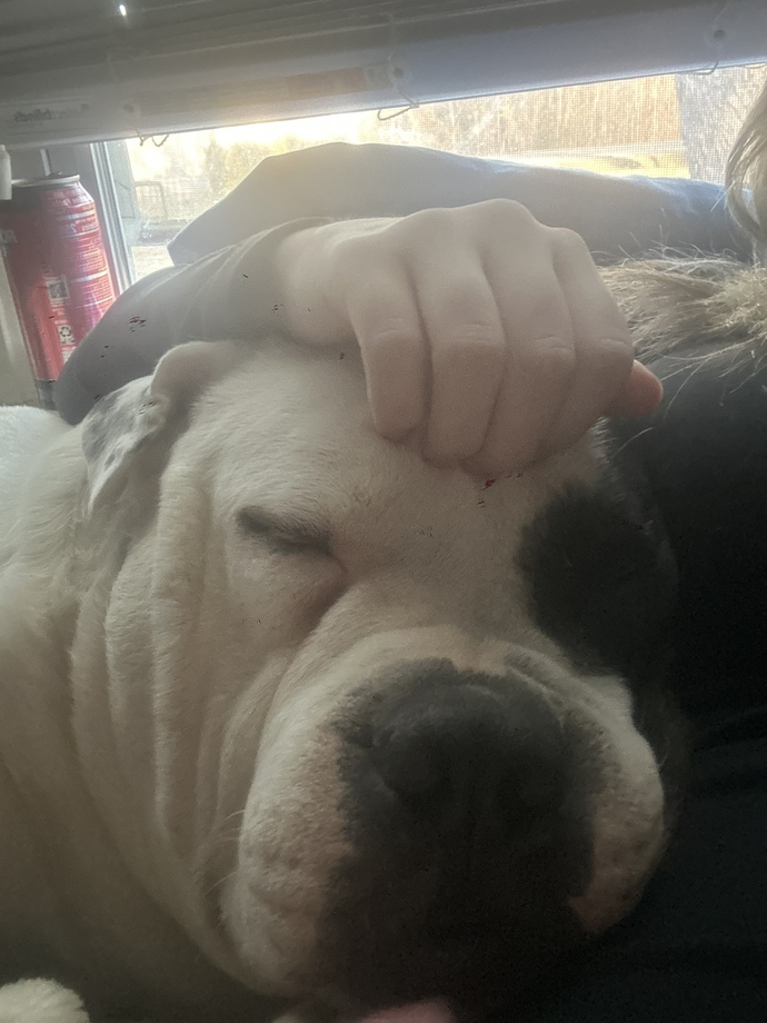 I lost my dog today?
