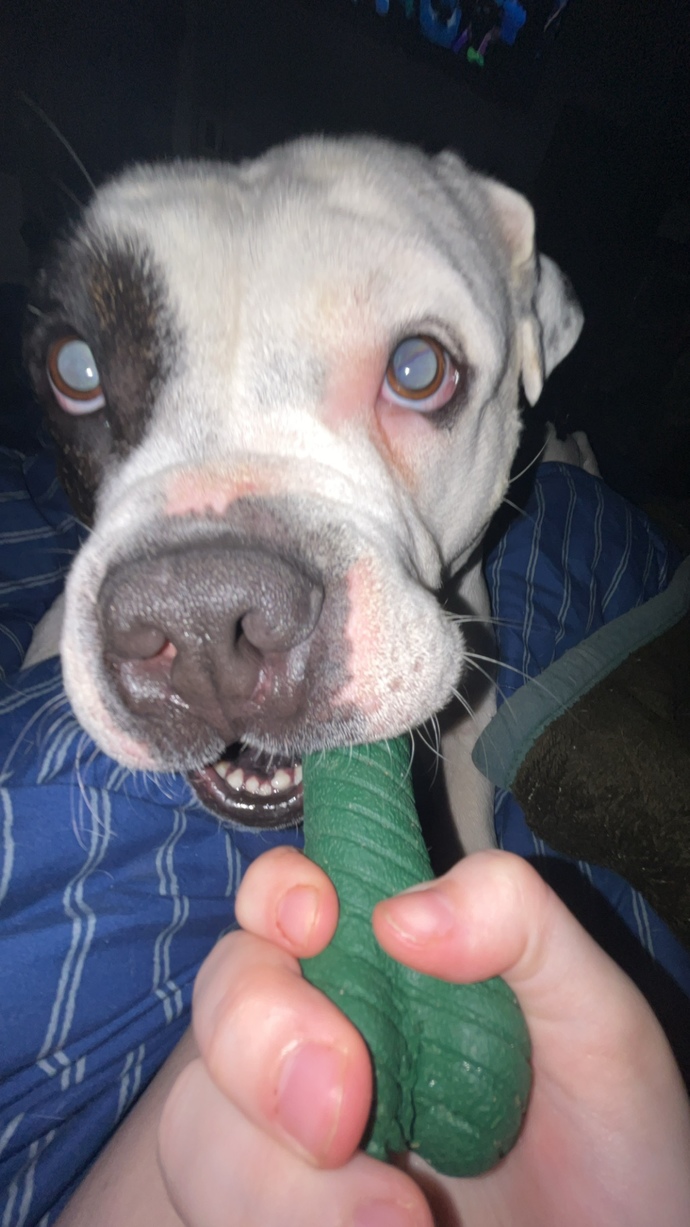 I lost my dog today?