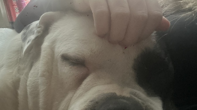 I lost my dog today?