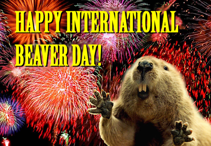 Today is international beaver day is anyone else celebrating this wonderful holiday?