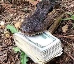 Would You Attempt To Take This Quantity Of Money Out Of A Live Alligators Mouth?