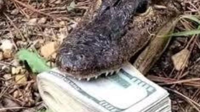 Would You Attempt To Take This Quantity Of Money Out Of A Live Alligator's Mouth?