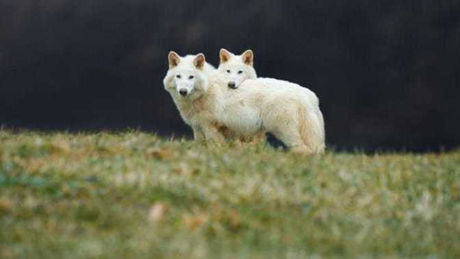 Are you ready for Dire Wolves to make a come back?