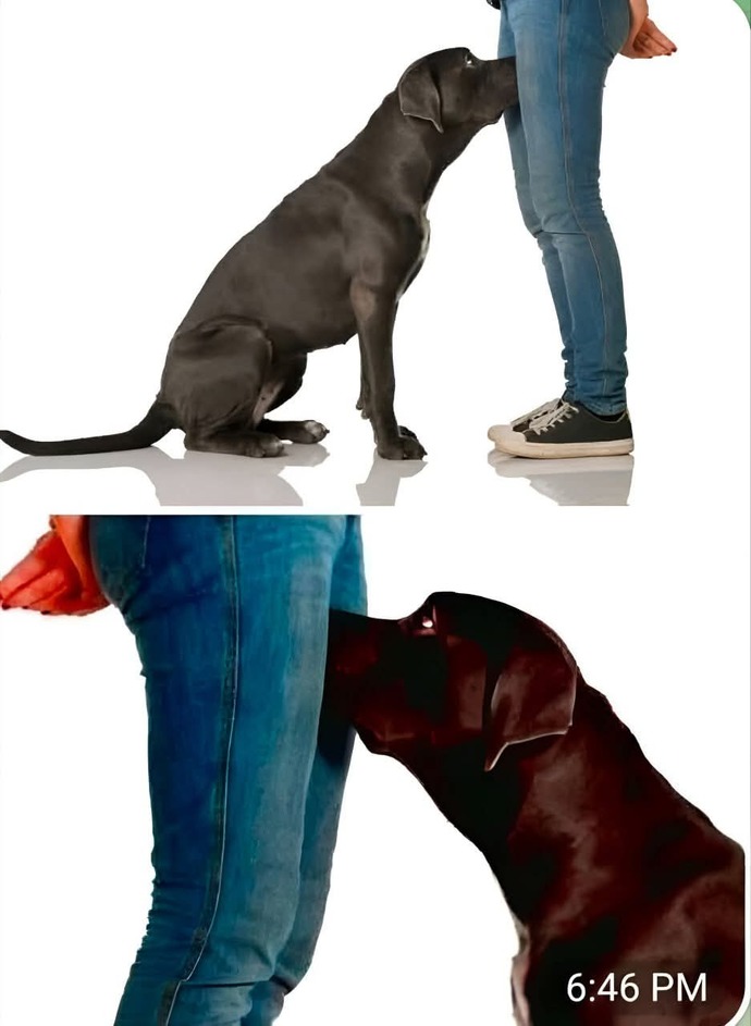Guys if random dogs sniff the crotch of the girl you are dating what do you think?
