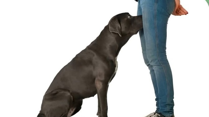 Guys if random dogs sniff the crotch of the girl you are dating what do you think?