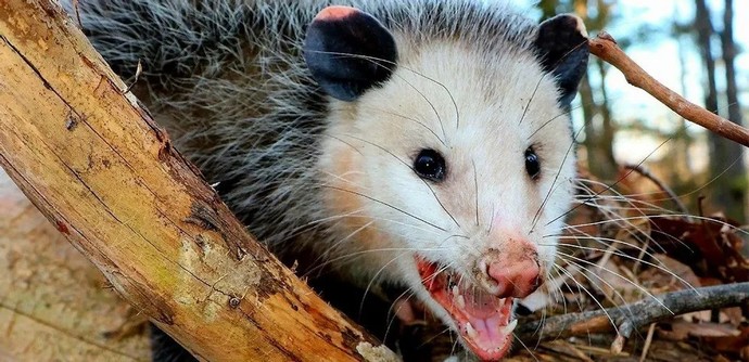 What would you do if you encountered an opposum?