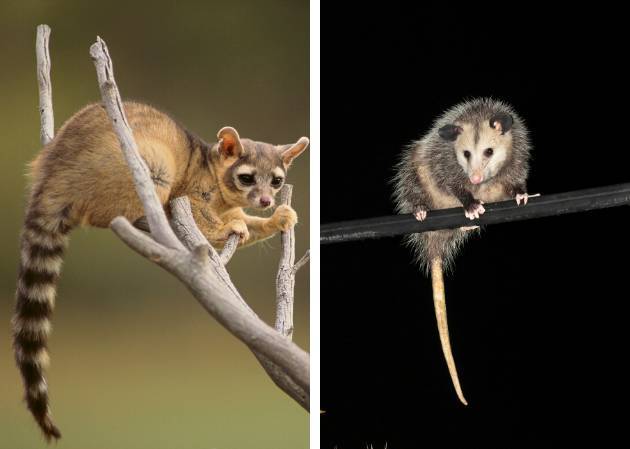 What would you do if you encountered an opposum?