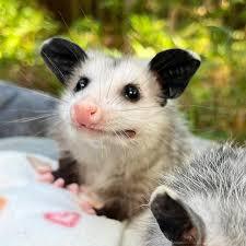 What would you do if you encountered an opposum?