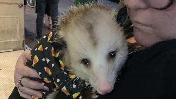 What would you do if you encountered an opposum?