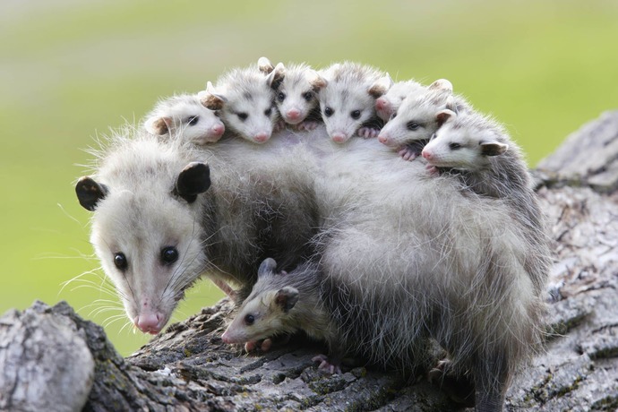 What would you do if you encountered an opposum?