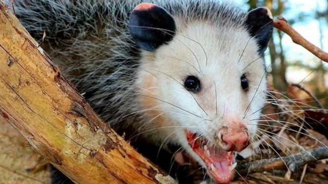 What would you do if you encountered an opposum?