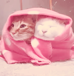 they would be cats...