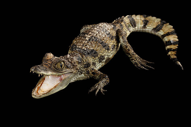 What’s the weirdest pet you’ve ever owned?