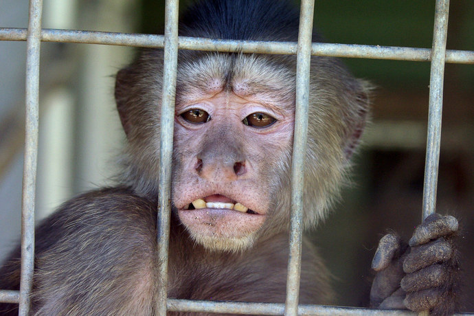 Georgia supreme court denies appeal to restrict harm to monkeys for medical research. How is this still legal and what are your thoughts?