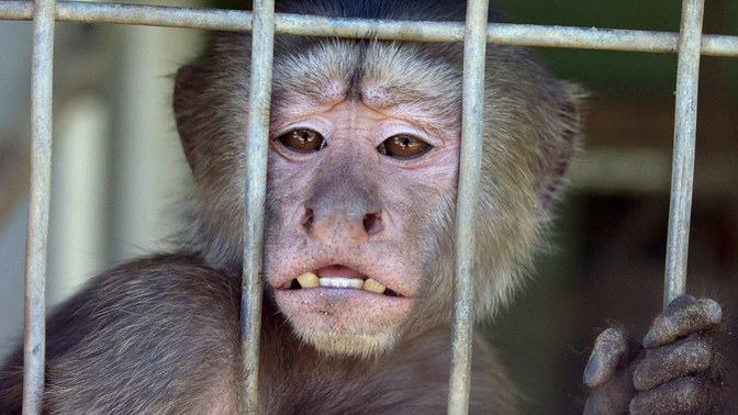 Georgia supreme court denies appeal to restrict harm to monkeys for medical research. How is this still legal and what are your thoughts?
