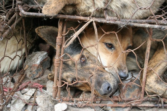 A pair of parents read about the exotic delicacies of Africa and the fat east. In the coming week, they serve dog meat to their children. Okay or no?