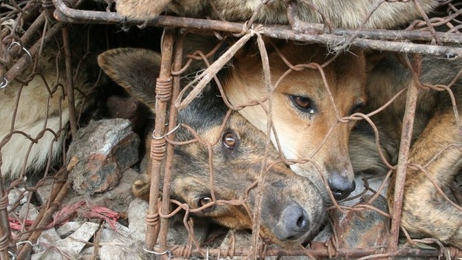 A pair of parents read about the exotic delicacies of Africa and the fat east. In the coming week, they serve dog meat to their children. Okay or no?