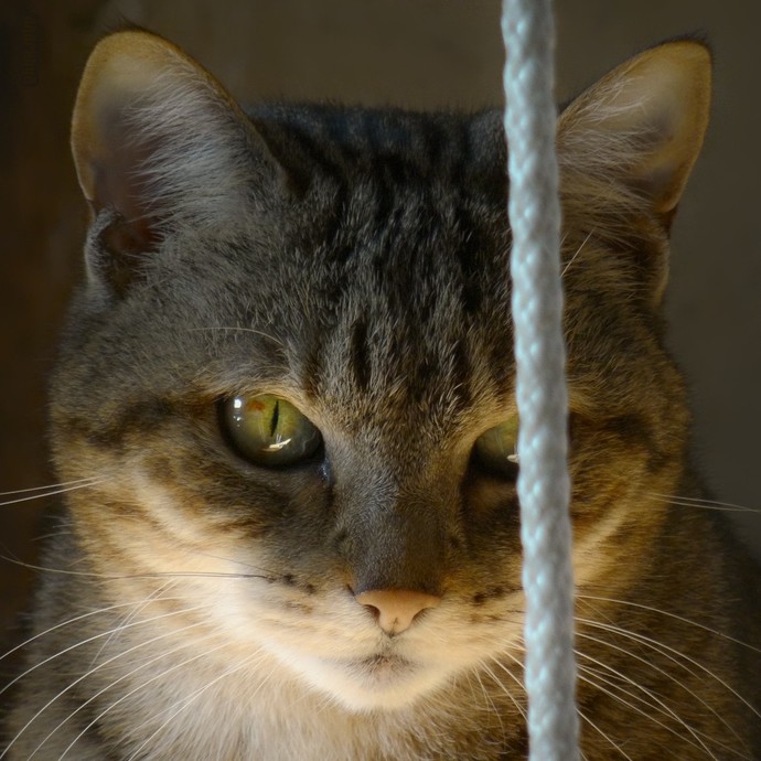 Anyone else stop to take pictures of random cats like they're celebrities?