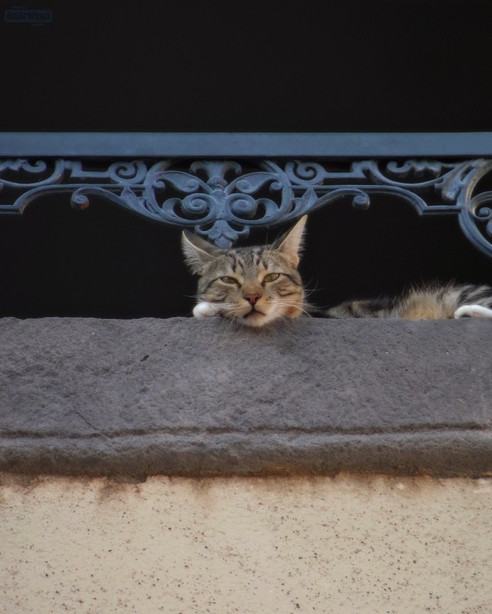 Anyone else stop to take pictures of random cats like they're celebrities?