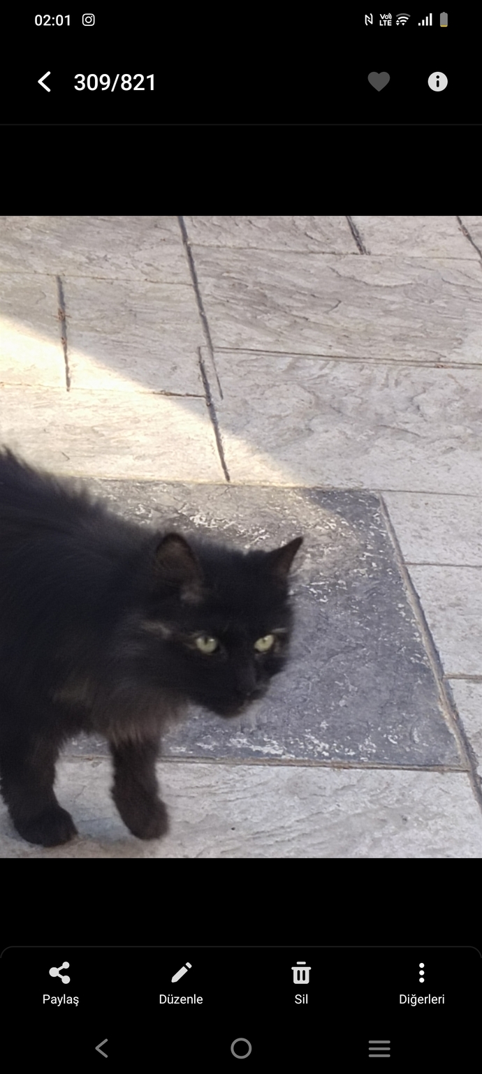 Anyone else stop to take pictures of random cats like they're celebrities?