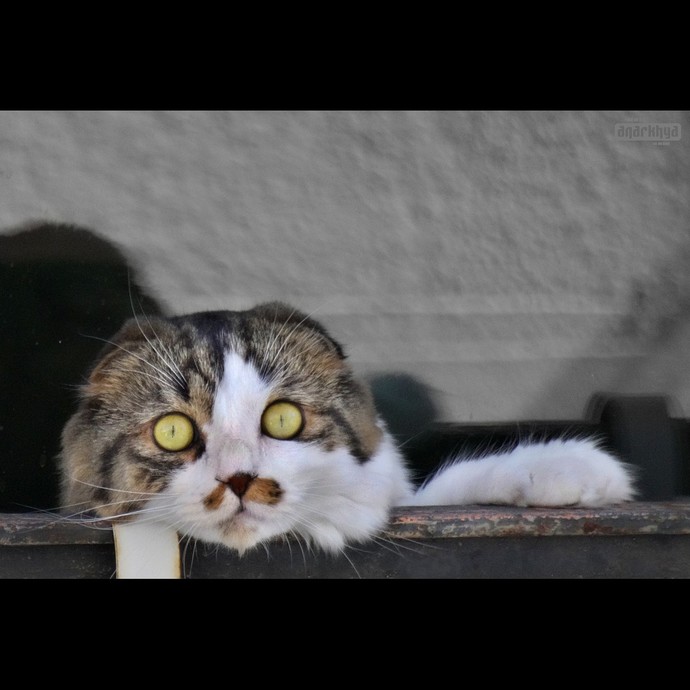 Anyone else stop to take pictures of random cats like they're celebrities?