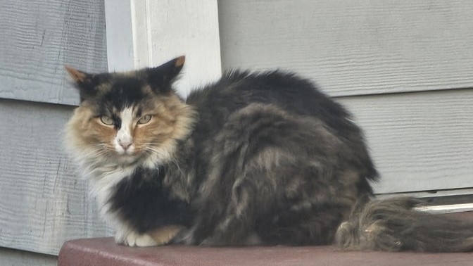 Anyone else stop to take pictures of random cats like they're celebrities?