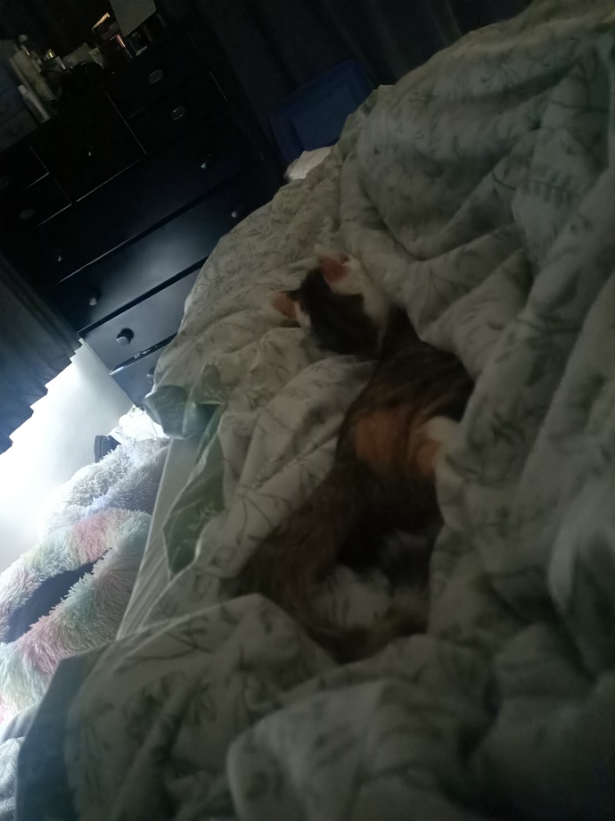 Do you like how my cat sleeps?