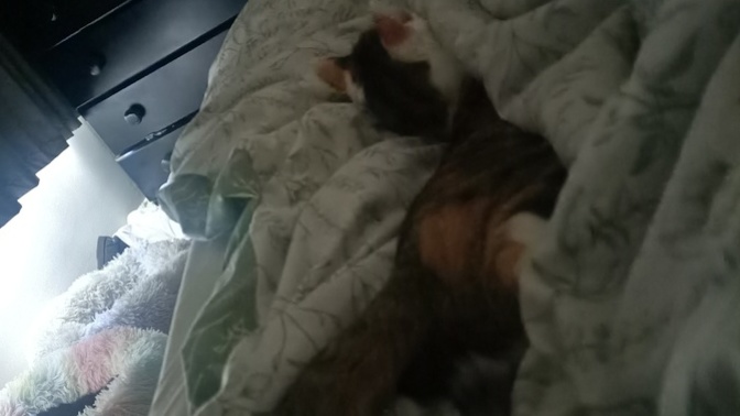 Do you like how my cat sleeps?